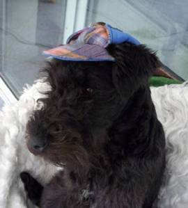 Dog-Cap kariert rot oder blau - Bild vergrern 