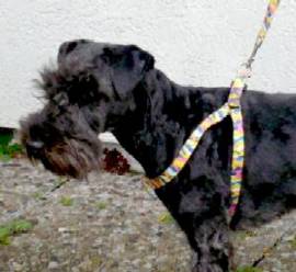 Leichtes Hundegeschirr mit Leine im Set lustige Farben
