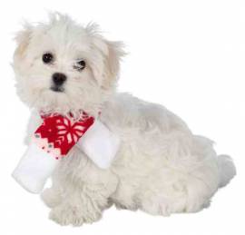 Weihnachts-Schal fr Hunde - Bild vergrern 